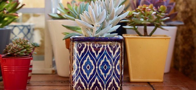 fat-plants-2734948_640